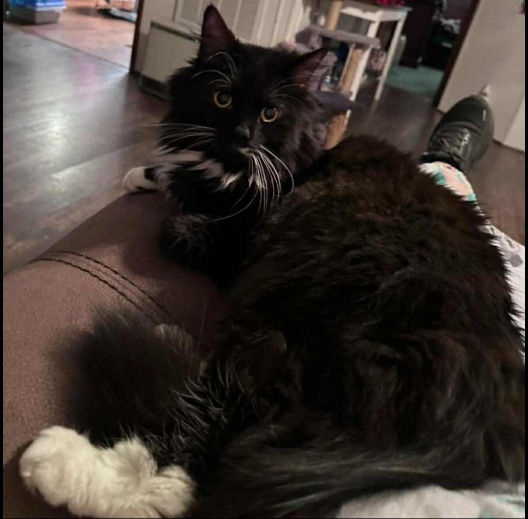 Enlarge Chase, a Adopted Domestic Long Hair in Lumberton, NC image 3/4