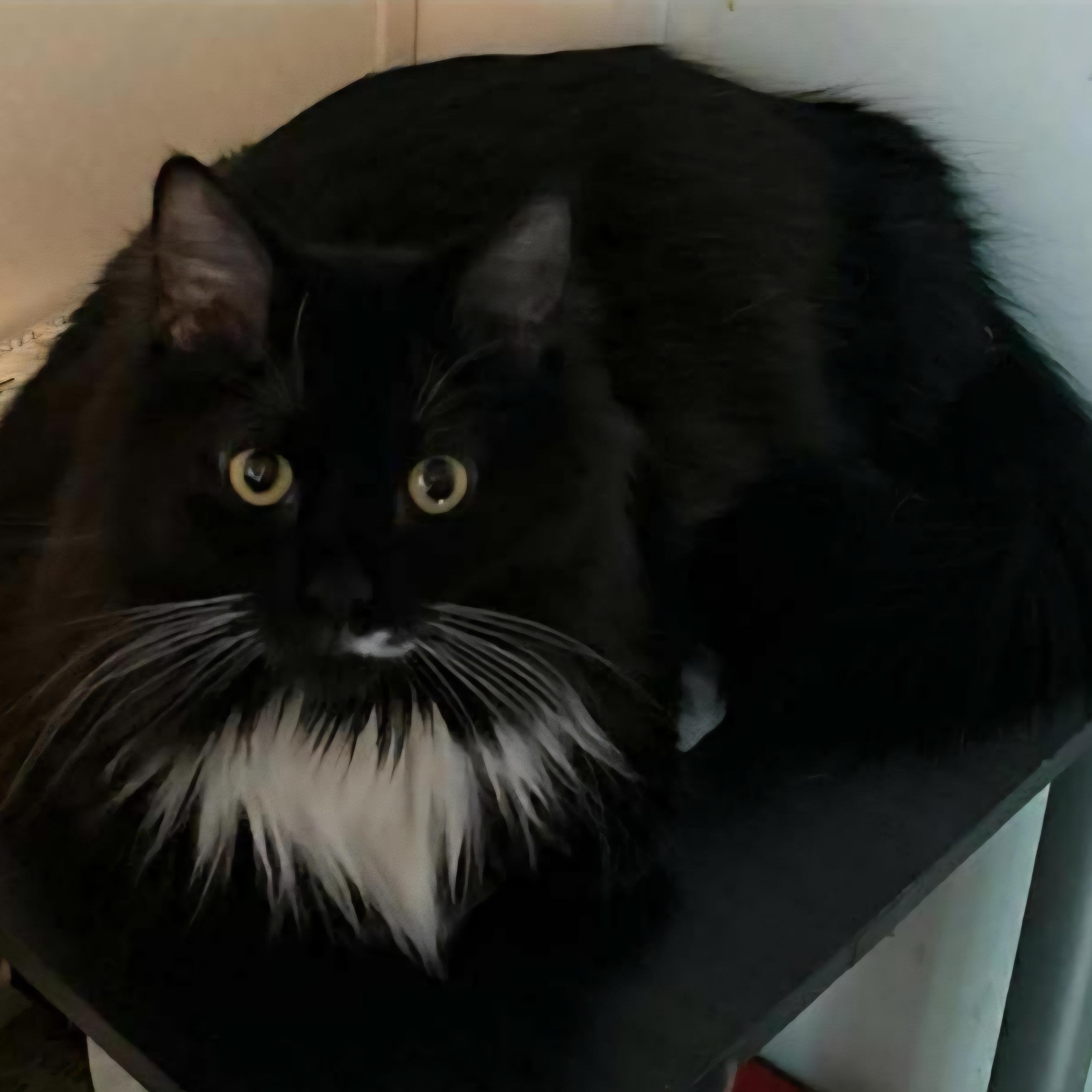 Enlarge Chase, a Adopted Domestic Long Hair in Lumberton, NC image 4/4