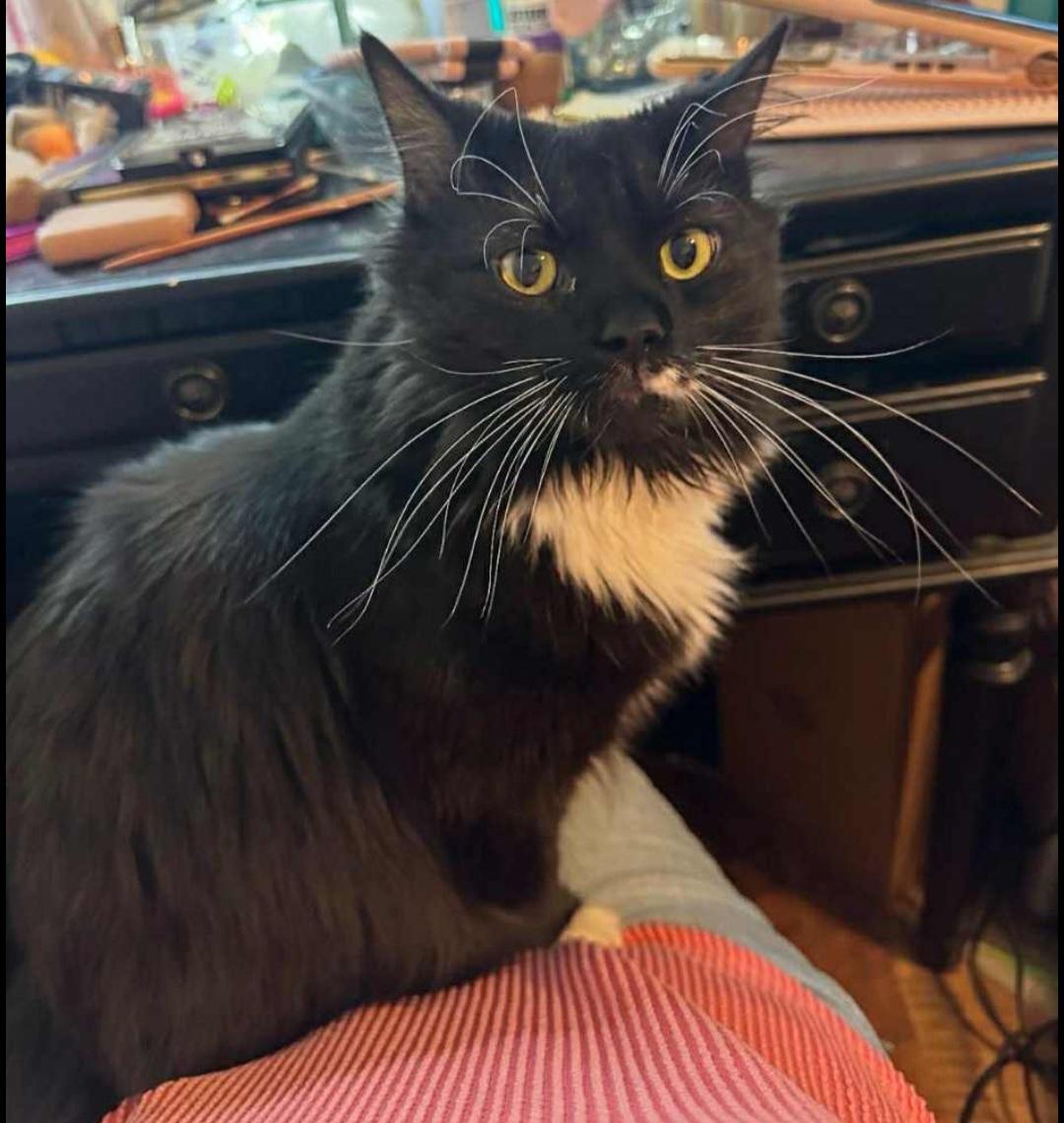 Enlarge Chase, a Adopted Domestic Long Hair in Lumberton, NC image 2/4