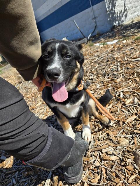 Enlarge HUDSON, a Adoptable mixed breed in Casper, WY image 1/1