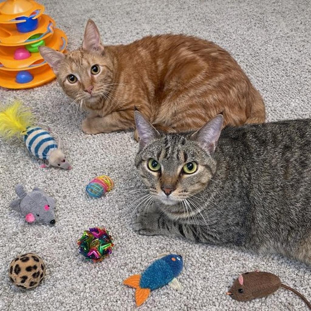 Enlarge Sammy and Maple, a ADOPTABLE mixed breed in Orchard Park, NY image 1/1