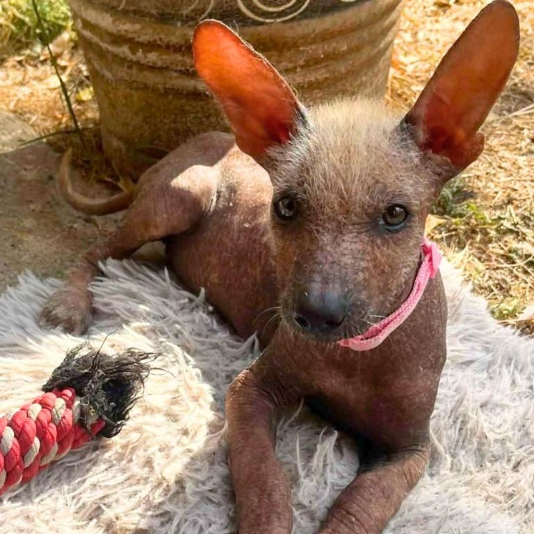 Frida, ADOPTABLE, Puppy Female Xoloitzcuintli / Mexican Hairless.