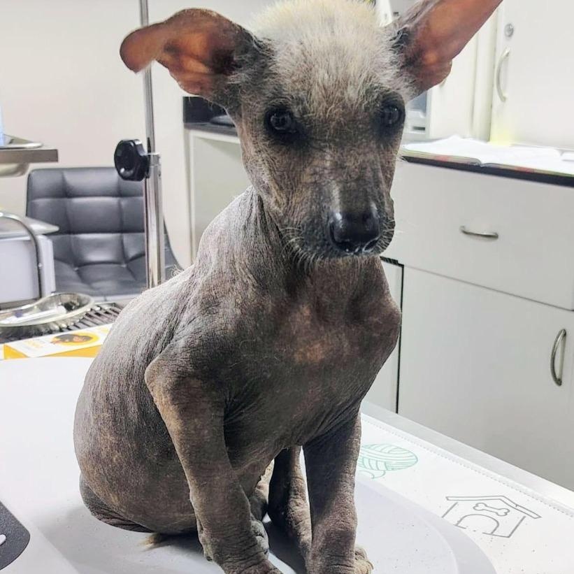 Enlarge Frida, a ADOPTABLE Xoloitzcuintli / Mexican Hairless in Corral del Risco, NAY image 3/4