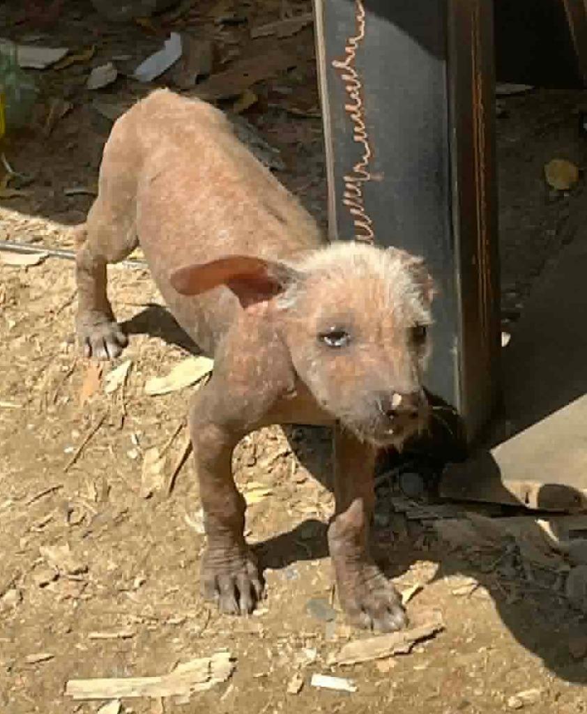 Enlarge Frida, a ADOPTABLE Xoloitzcuintli / Mexican Hairless in Corral del Risco, NAY image 4/4