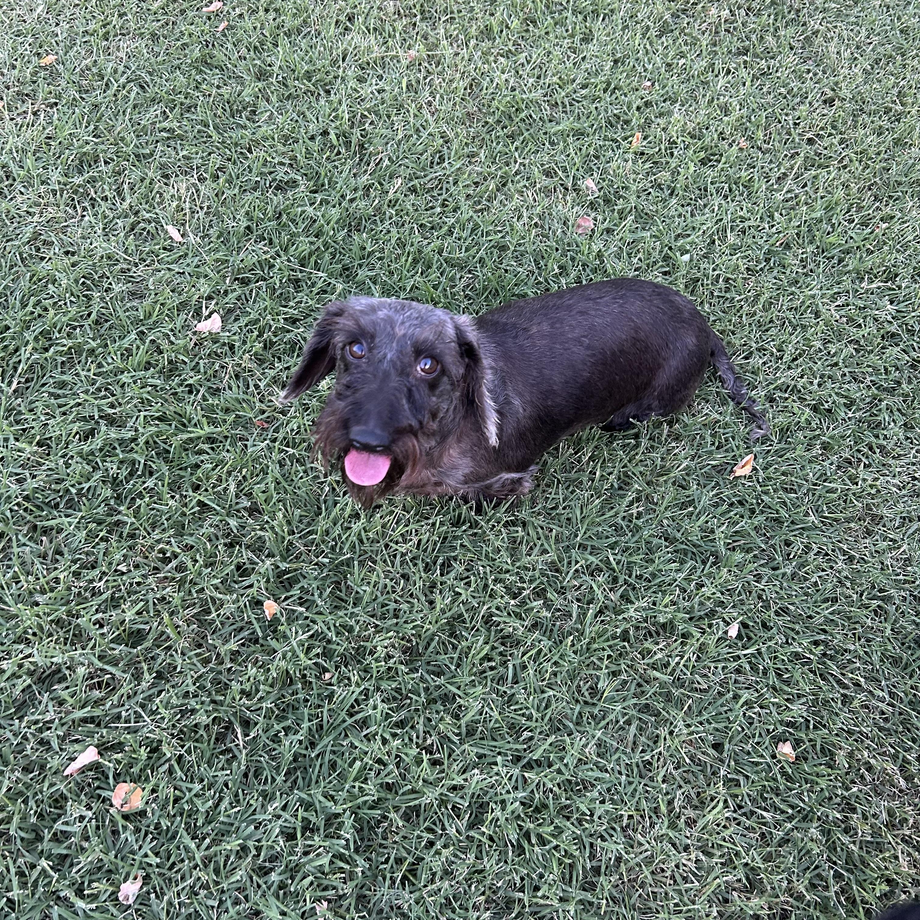 Enlarge Evie, a Adoptable Wirehaired Dachshund in Chickasha, OK image 1/2