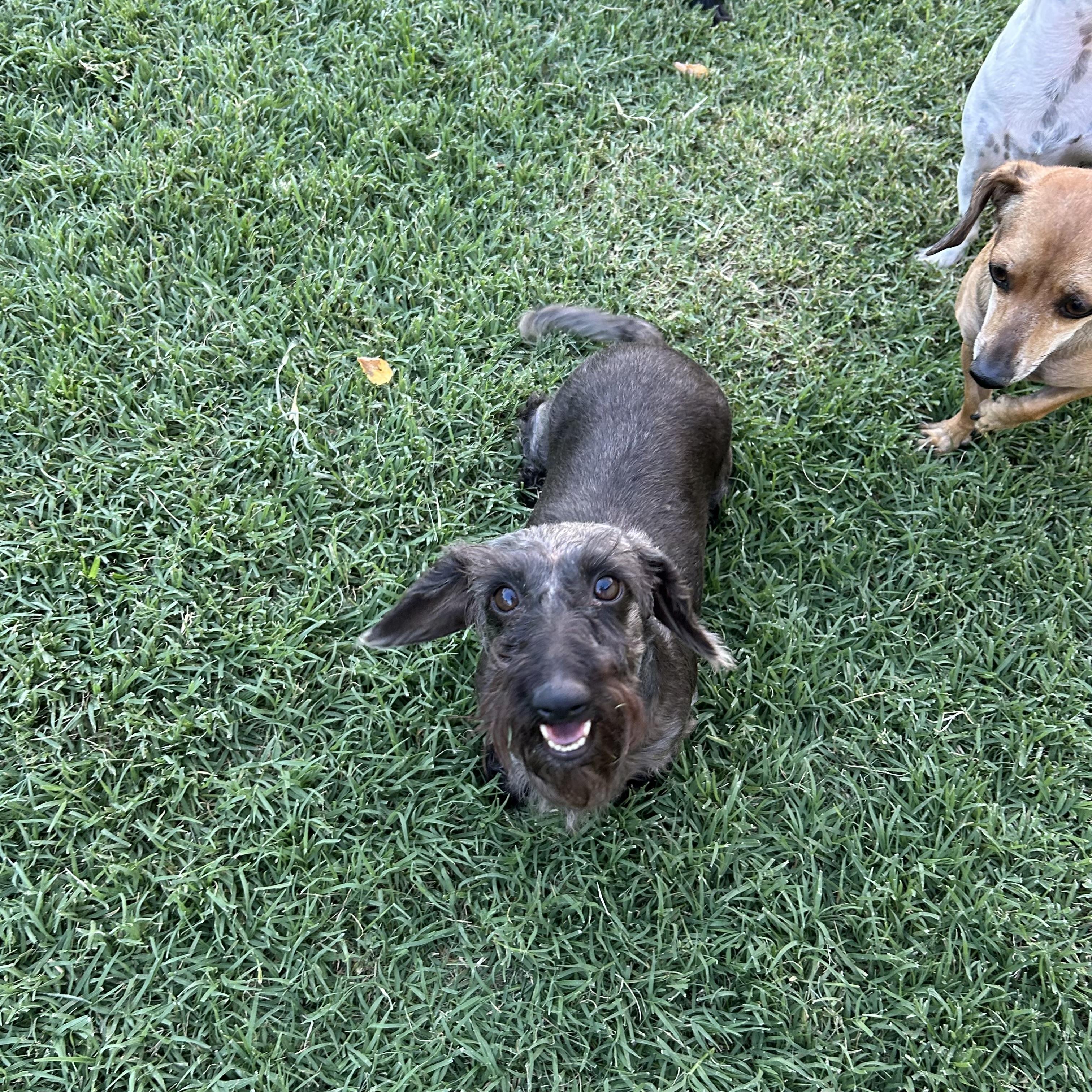 Enlarge Evie, a Adoptable Wirehaired Dachshund in Chickasha, OK image 2/2