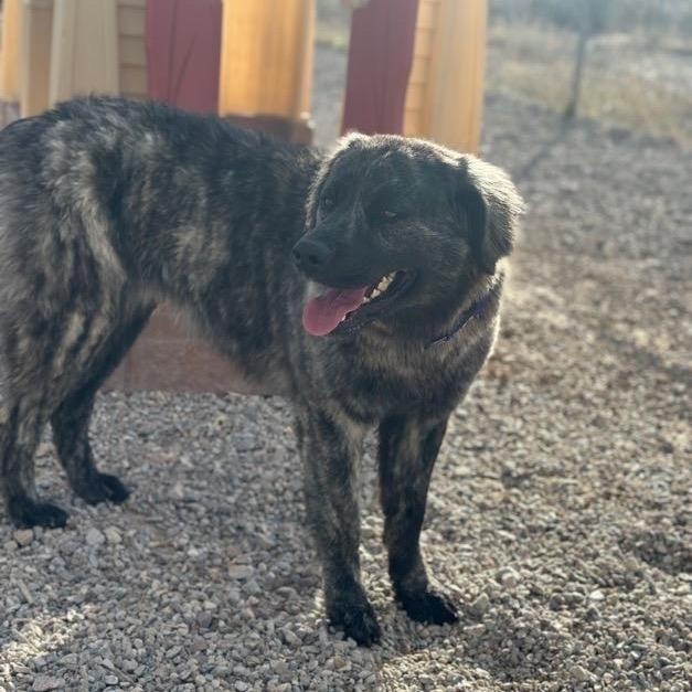 Tater Roo, an adoptable Australian Shepherd in Driggs, ID, 83422 | Photo Image 5