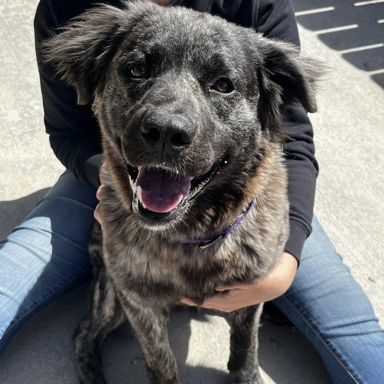 Tater Roo, an adoptable Australian Shepherd in Driggs, ID, 83422 | Photo Image 6