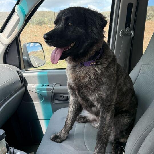 Tater Roo, an adoptable Australian Shepherd in Driggs, ID, 83422 | Photo Image 3