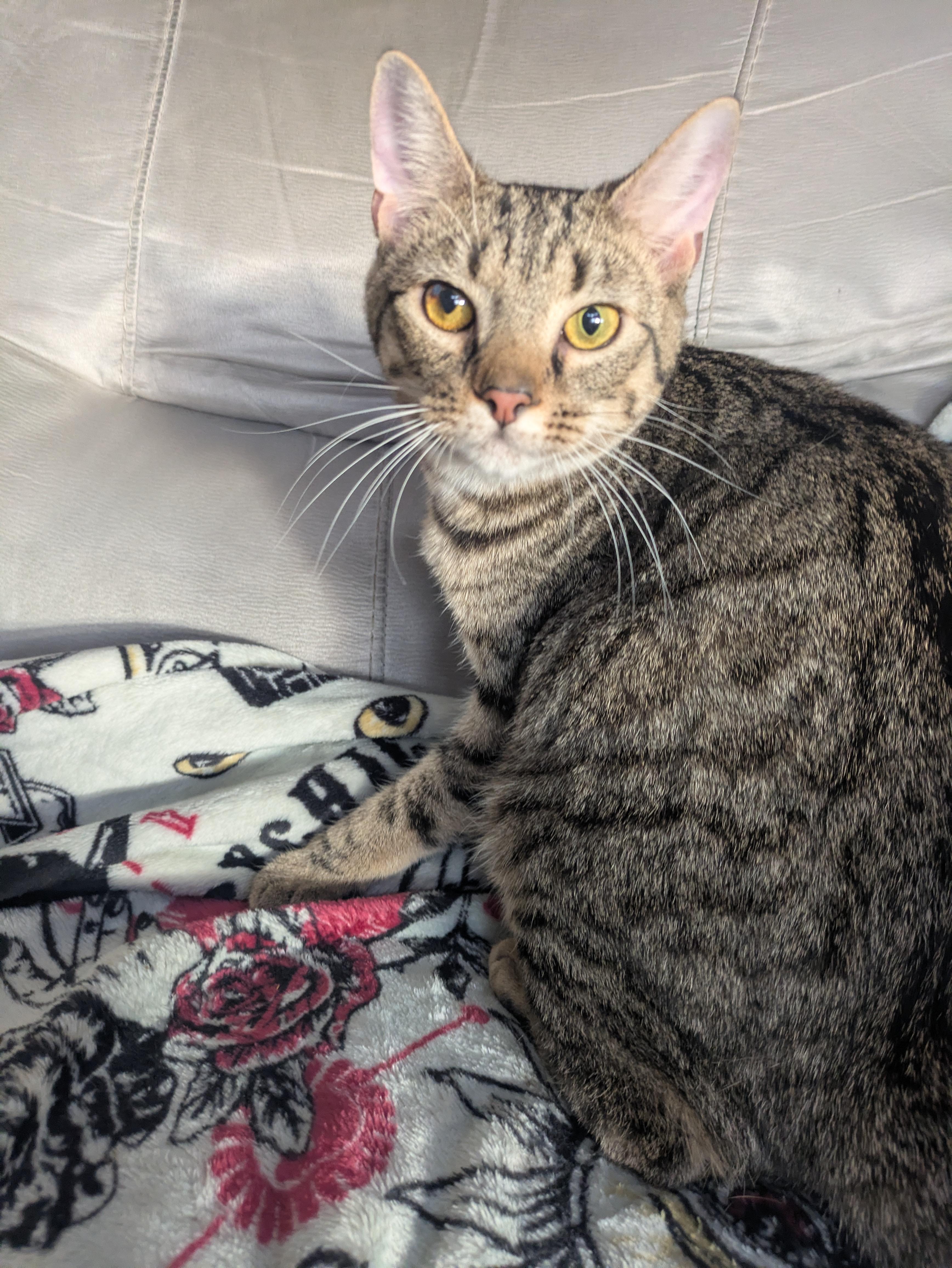 Enlarge Toffee, a Adoptable Domestic Short Hair in Great Mills, MD image 1/1