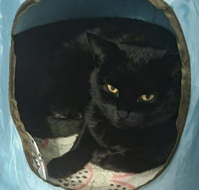 Tilly Stanton, Adoptable, Adult Female Domestic Short Hair & Domestic Short Hair.