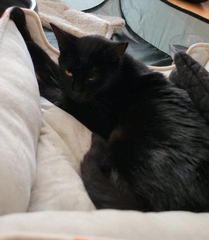 Enlarge Tilly Stanton, a Adoptable mixed breed in Hudson, MA image 2/3