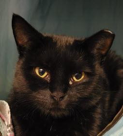 Enlarge Tilly Stanton, a Adoptable mixed breed in Hudson, MA image 3/3