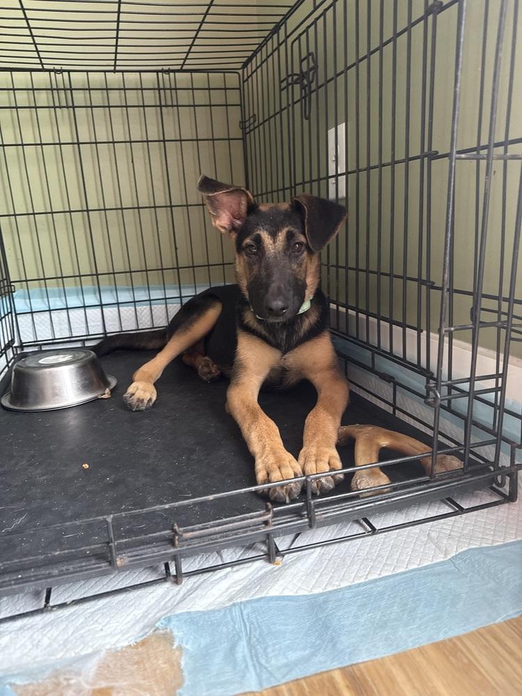 Waterloo, Adoptable, Puppy Male German Shepherd Dog.