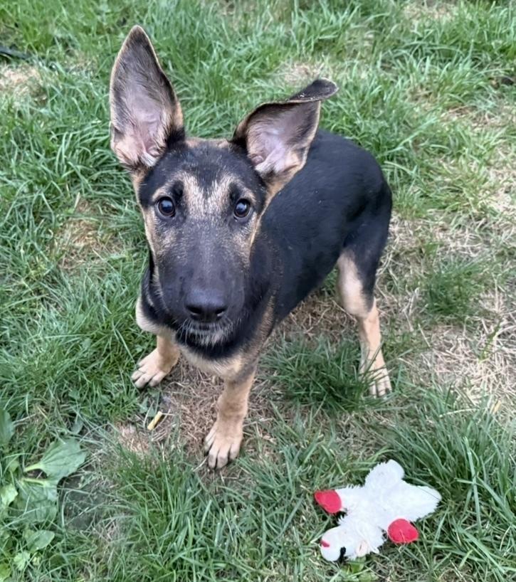 Enlarge Waterloo, a Adoptable mixed breed in Cheektowaga, NY image 4/5