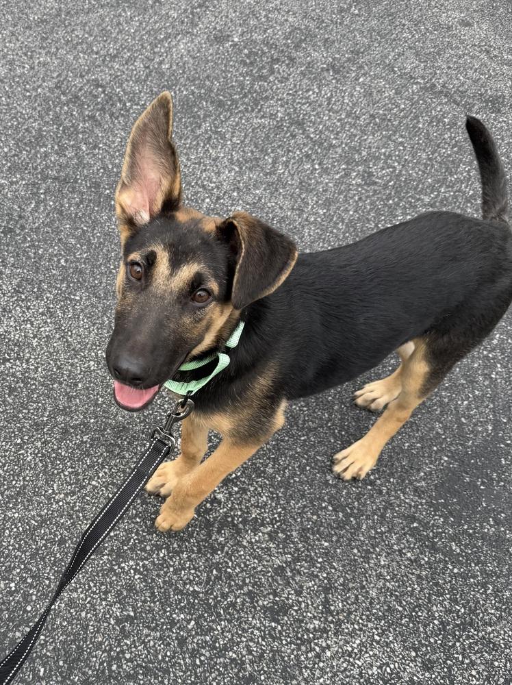 Enlarge Waterloo, a Adoptable mixed breed in Cheektowaga, NY image 5/5