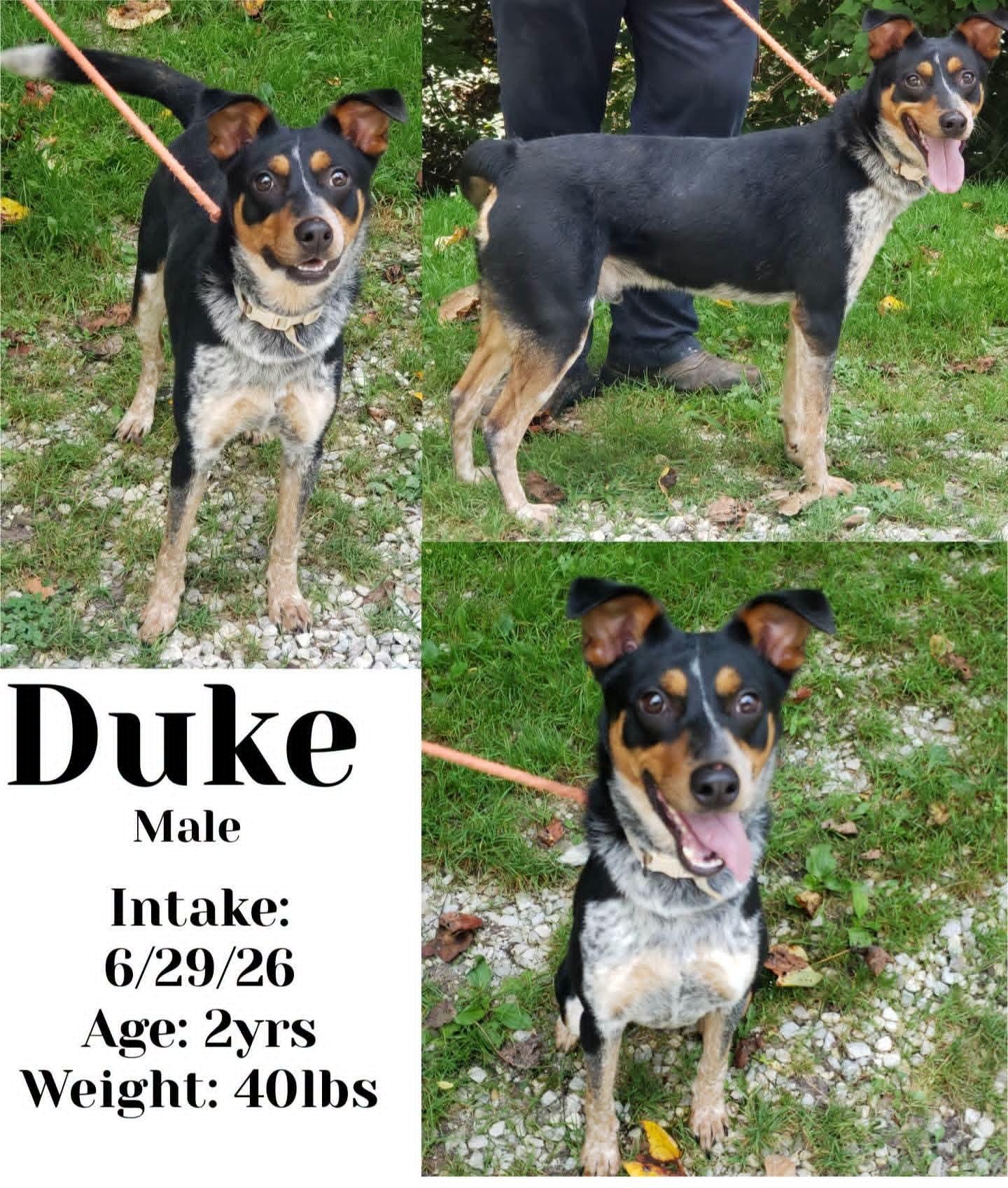 Duke, Adoptable, Adult Male Australian Cattle Dog / Blue Heeler.