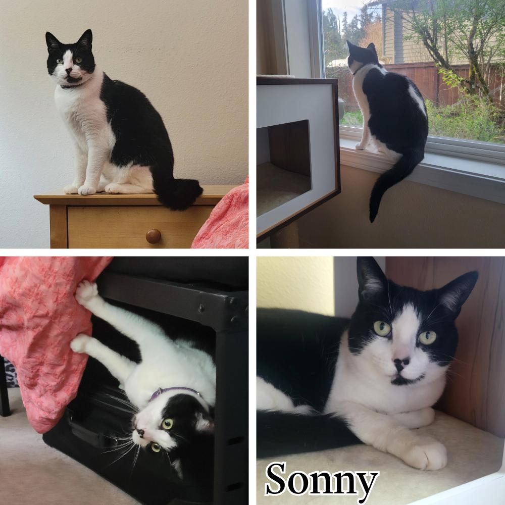 Enlarge Sonny, a Adoptable Domestic Short Hair in Newberg, OR image 1/1
