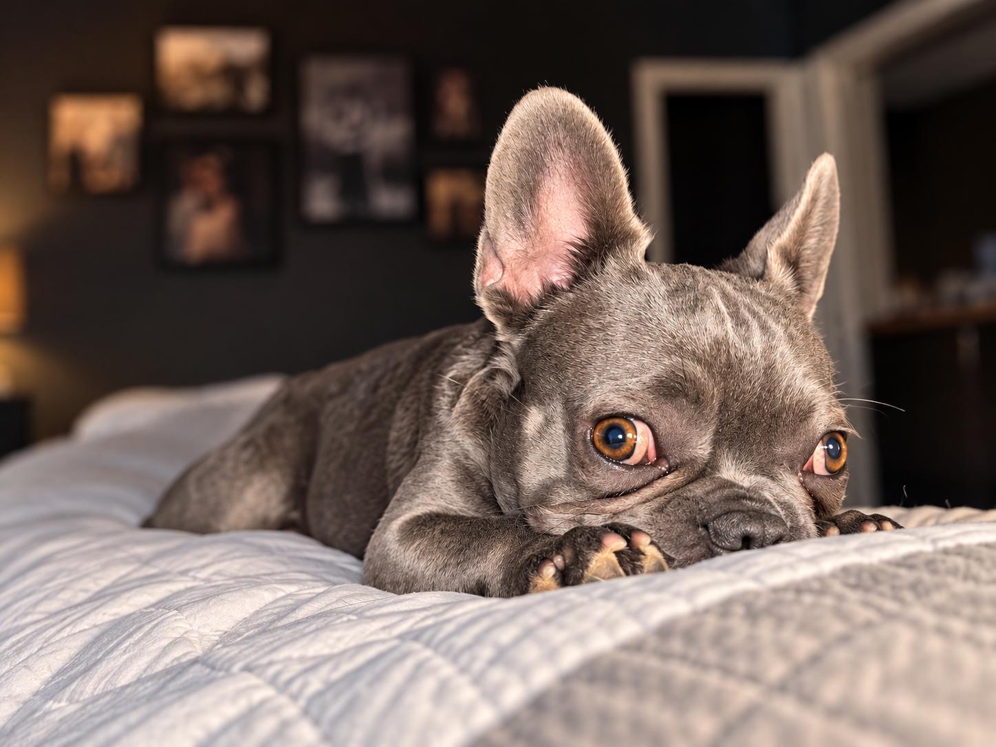 Enlarge Wednesday (Bryana-Fostered in TN), a Adoptable French Bulldog in Brighton, TN image 1/6