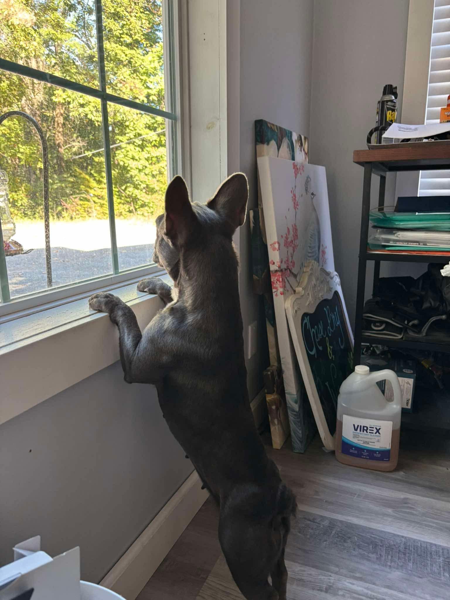 Enlarge Wednesday (Bryana-Fostered in TN), a Adoptable French Bulldog in Brighton, TN image 6/6