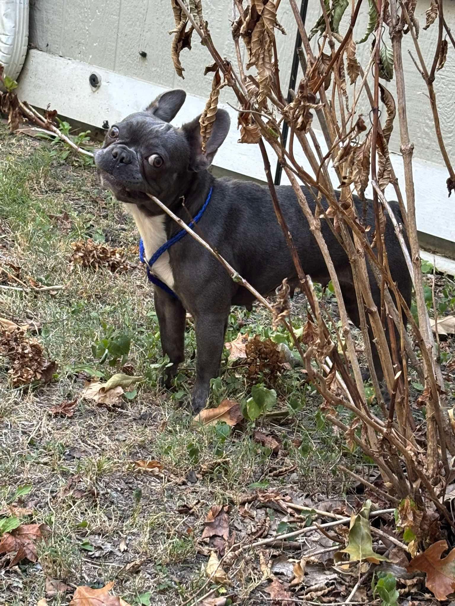 Enlarge Wednesday (Bryana-Fostered in TN), a Adoptable French Bulldog in Brighton, TN image 4/6