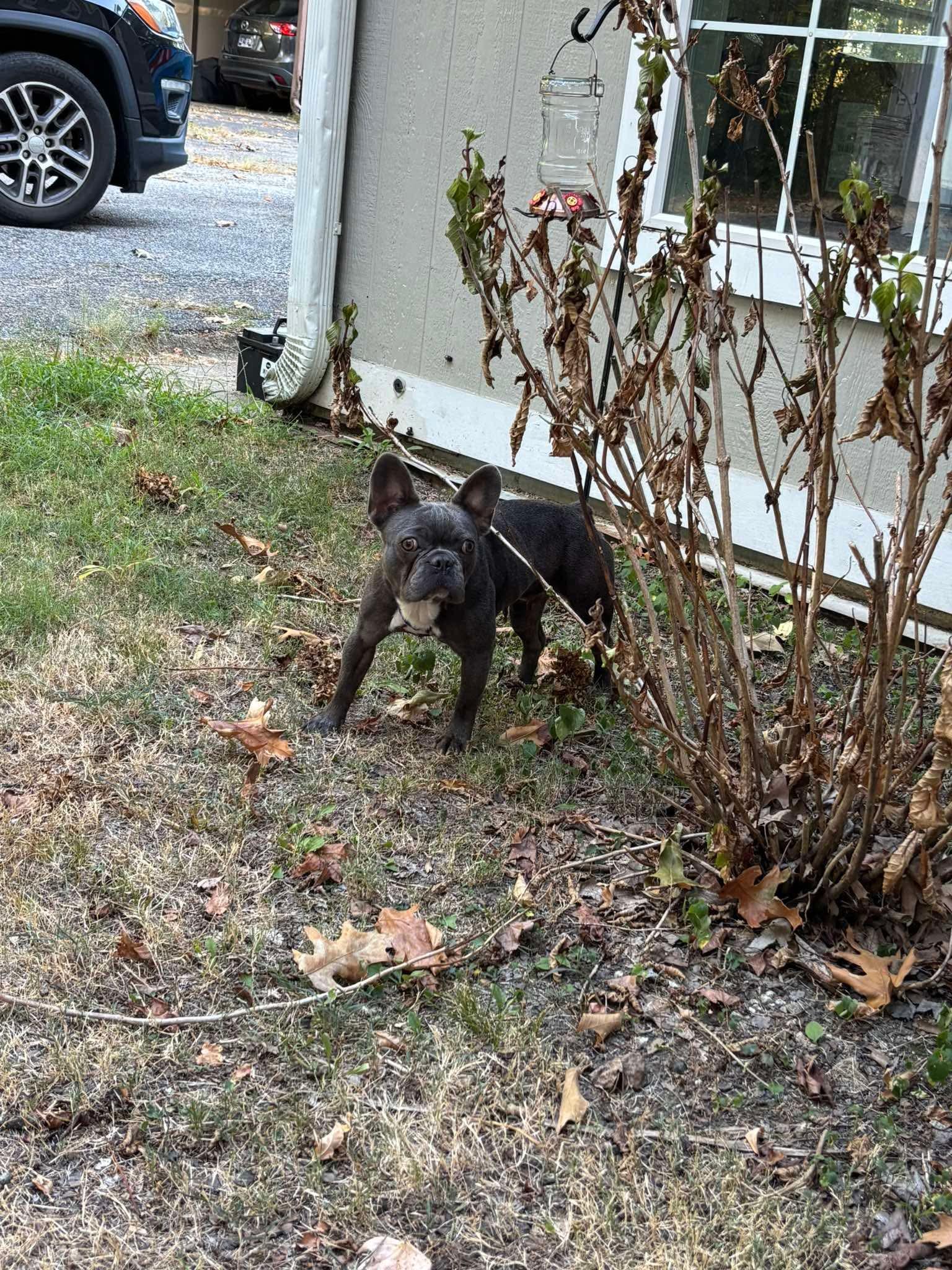 Enlarge Wednesday (Bryana-Fostered in TN), a Adoptable French Bulldog in Brighton, TN image 3/6