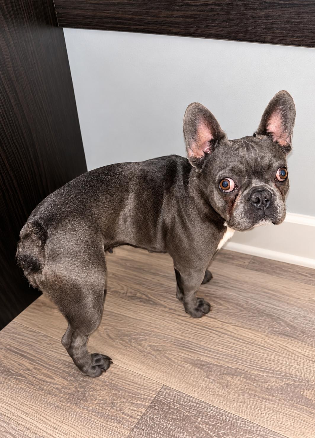 Enlarge Wednesday (Bryana-Fostered in TN), a Adoptable French Bulldog in Brighton, TN image 2/6