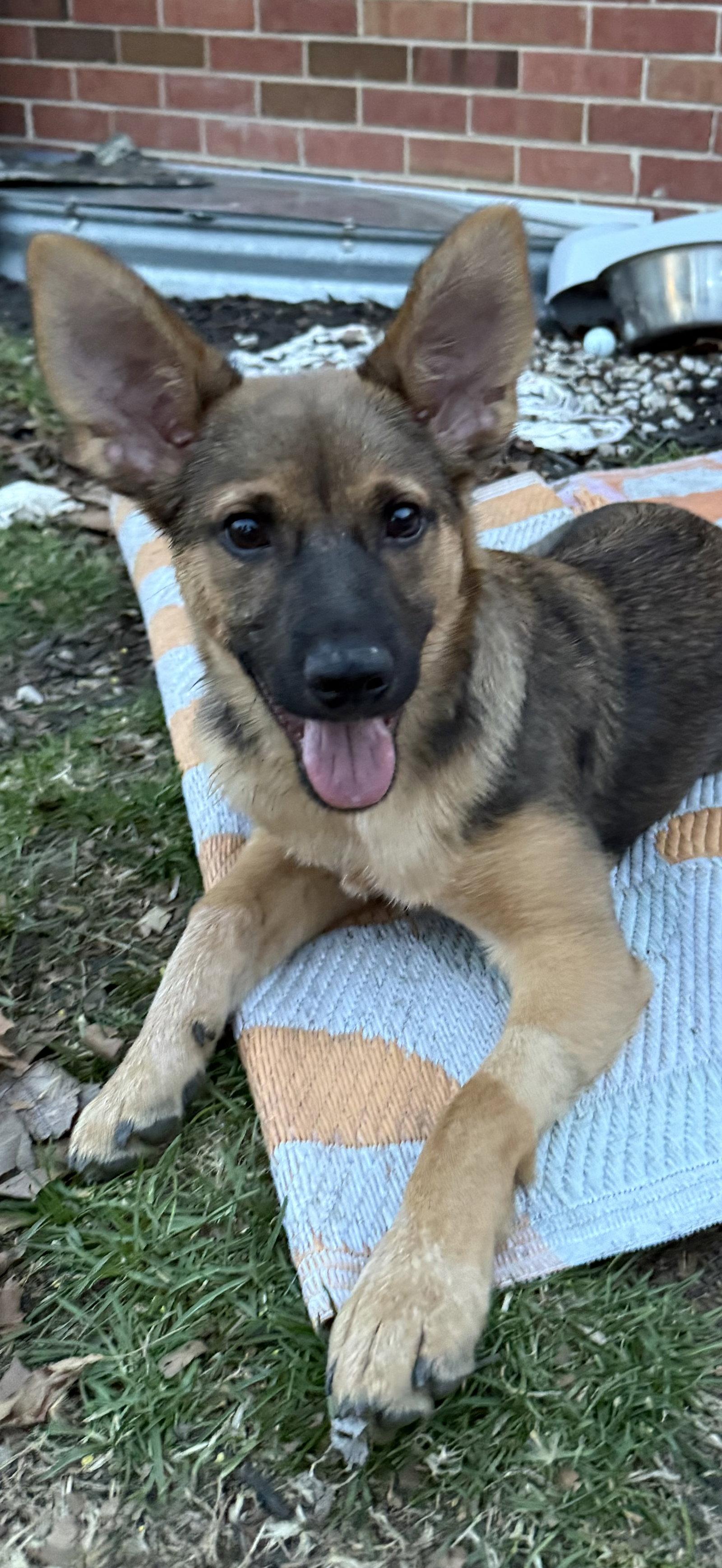 Enlarge Pugsley, a Adopted mixed breed in Hillside, IL image 1/3