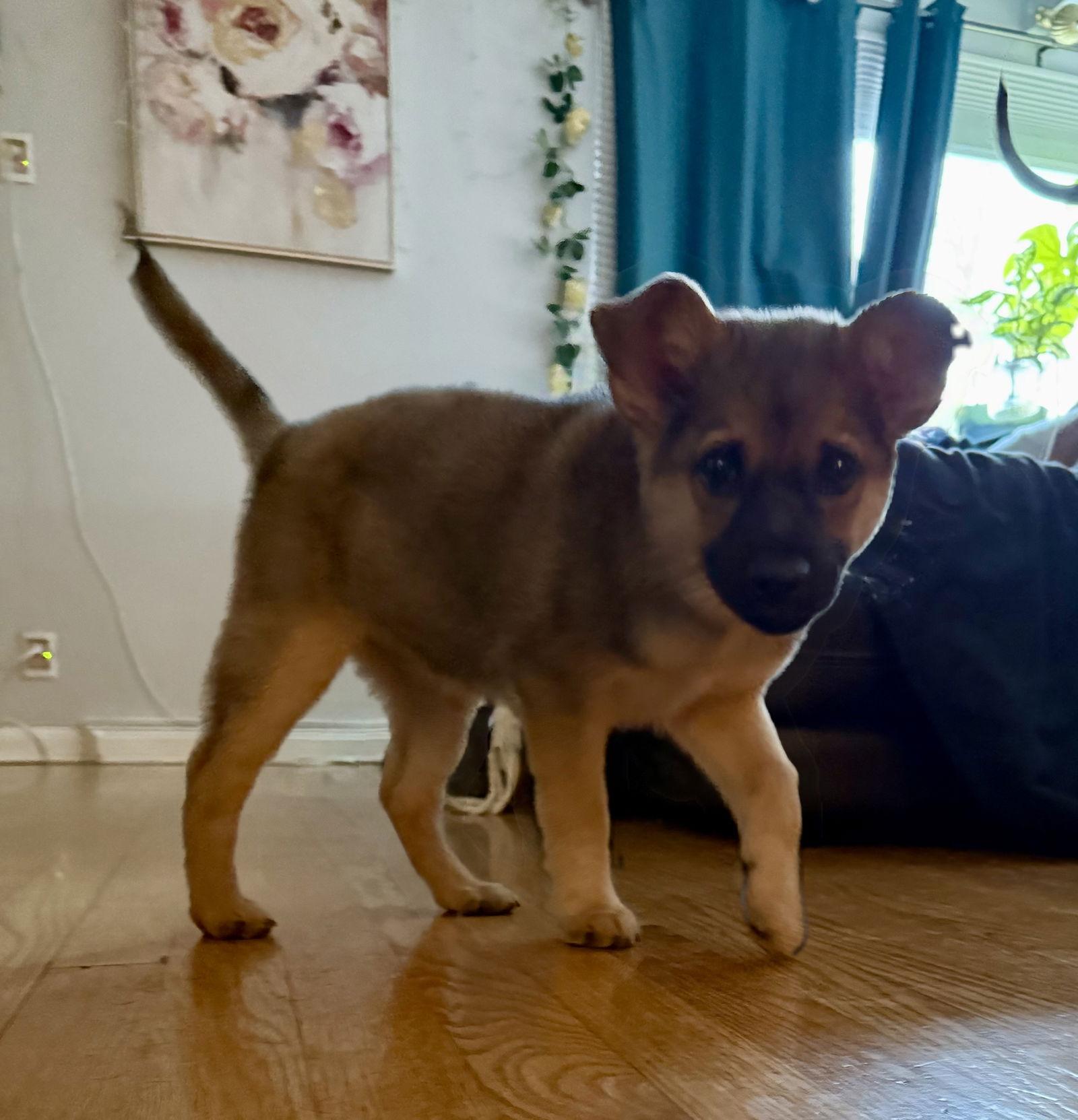Pugsley, Adoptable, Puppy Male Shepherd & Australian Shepherd.