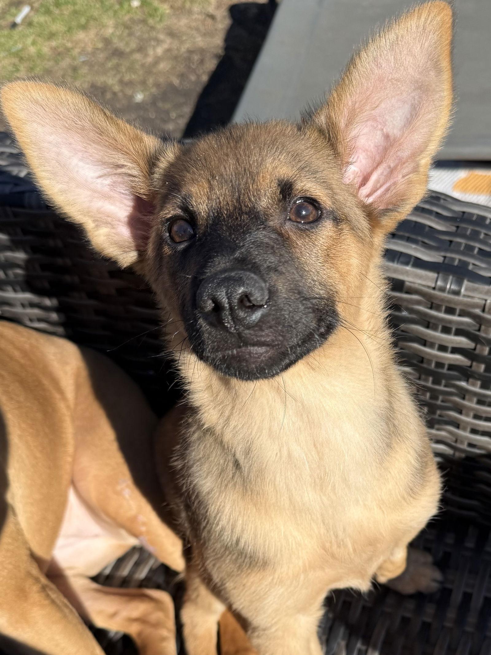 Enlarge Pugsley, a Adopted mixed breed in Hillside, IL image 2/3