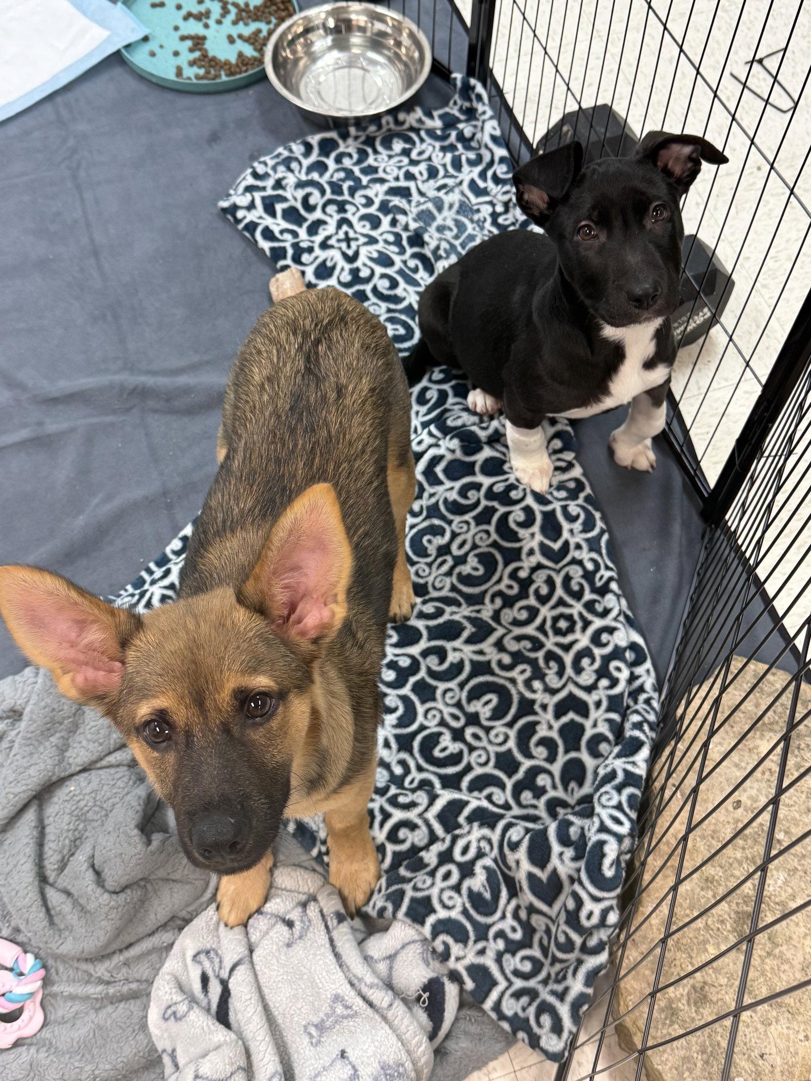 Enlarge Pugsley, a Adopted mixed breed in Hillside, IL image 3/3