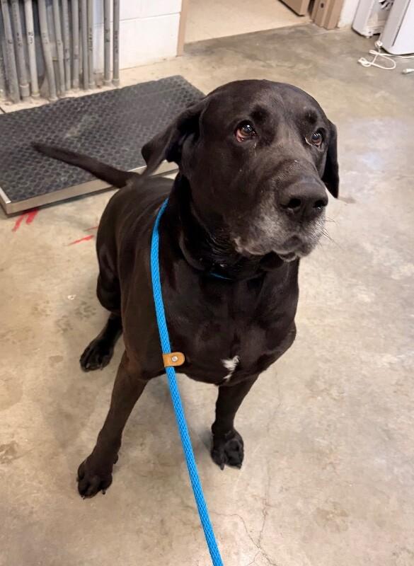 Enlarge Kobie, an adoptable mixed breed in Saint Charles, MO image 2/2