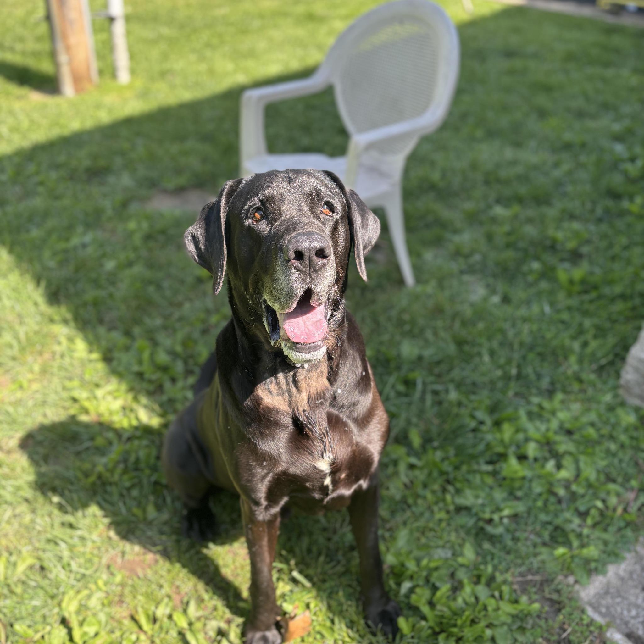 Kobie, adoptable, Senior Male Black Labrador Retriever & Great Dane.