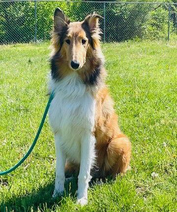 Enlarge Duffy, a Adoptable Collie in Chantilly, VA image 1/3