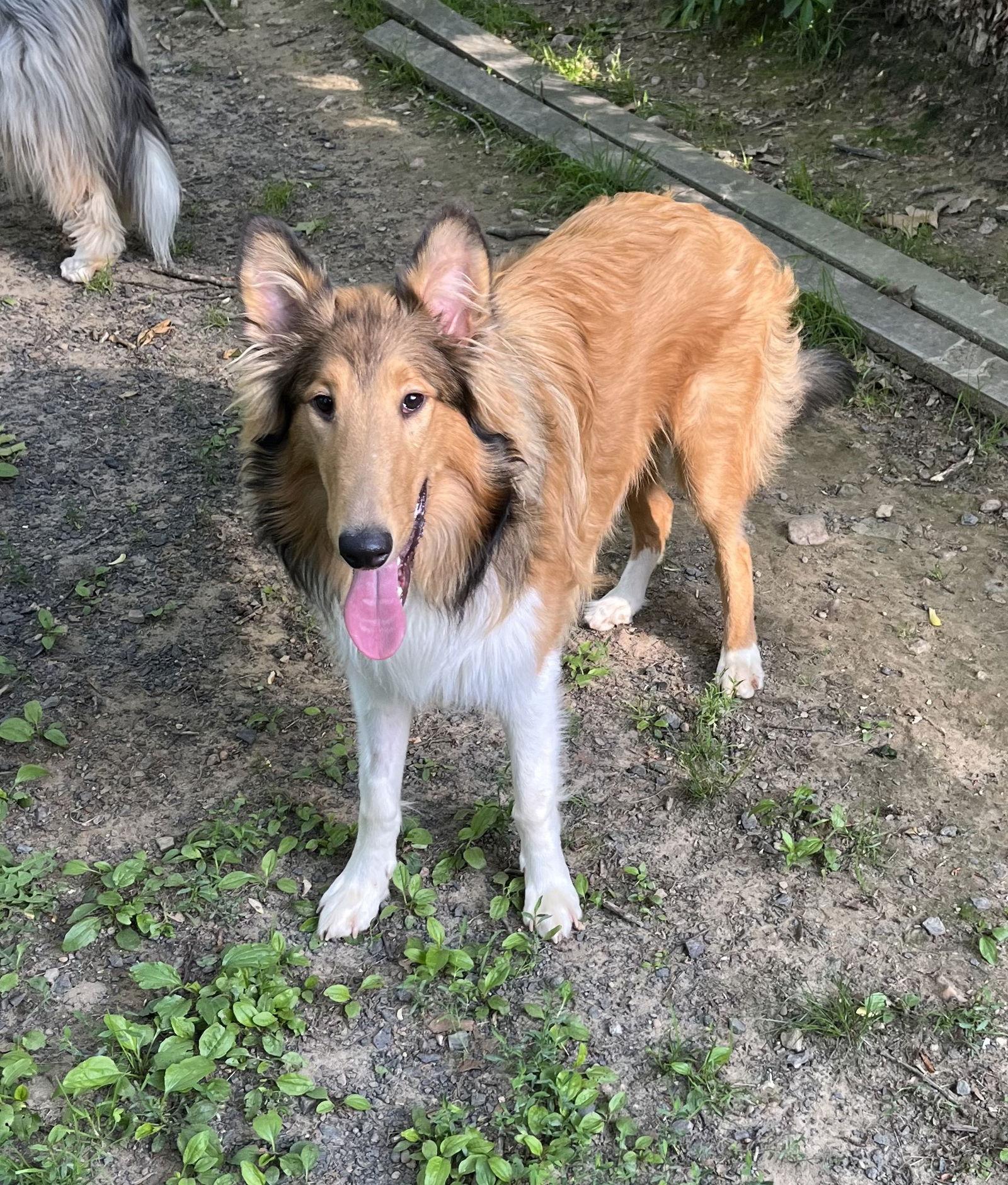 Enlarge Duffy, a Adoptable Collie in Chantilly, VA image 2/3