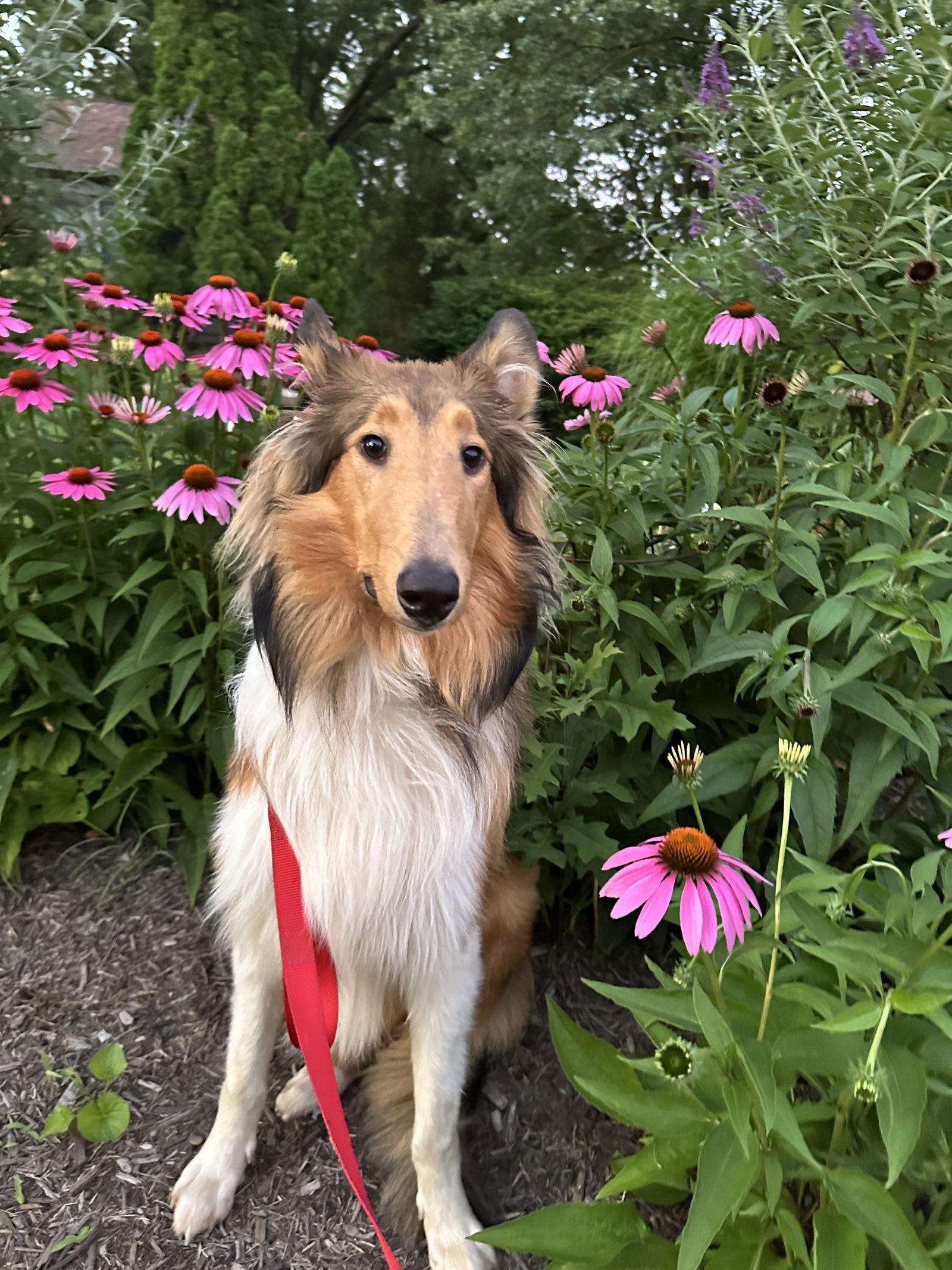 Duffy, Adoptable, Young Male Collie.