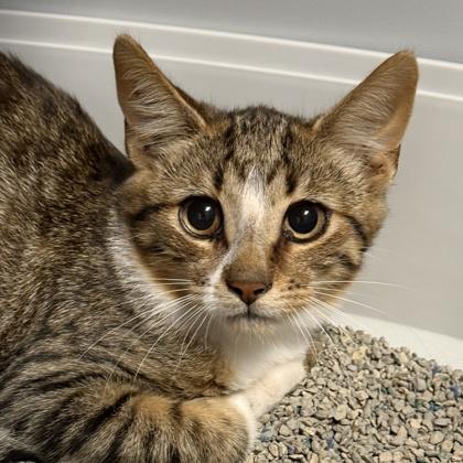 Enlarge Rhododendron, a Adoptable Domestic Short Hair in Lansing, MI image 1/1