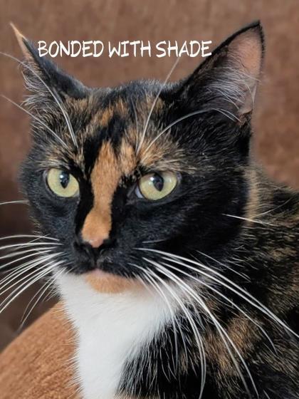 Smudge, Adoptable, Adult Female Domestic Short Hair & Domestic Short Hair.