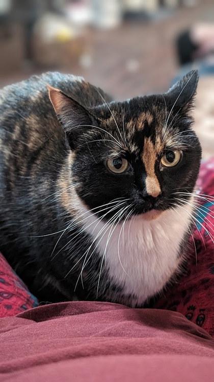 Smudge, a Adoptable mixed breed in New Albany, IN image 3/3