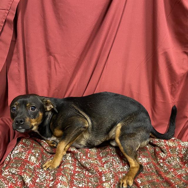 Enlarge NAVEEN, a Adoptable mixed breed in Modesto, CA image 1/1