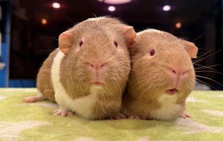 Autumn & Maple, Adoptable, Baby Female Guinea Pig.