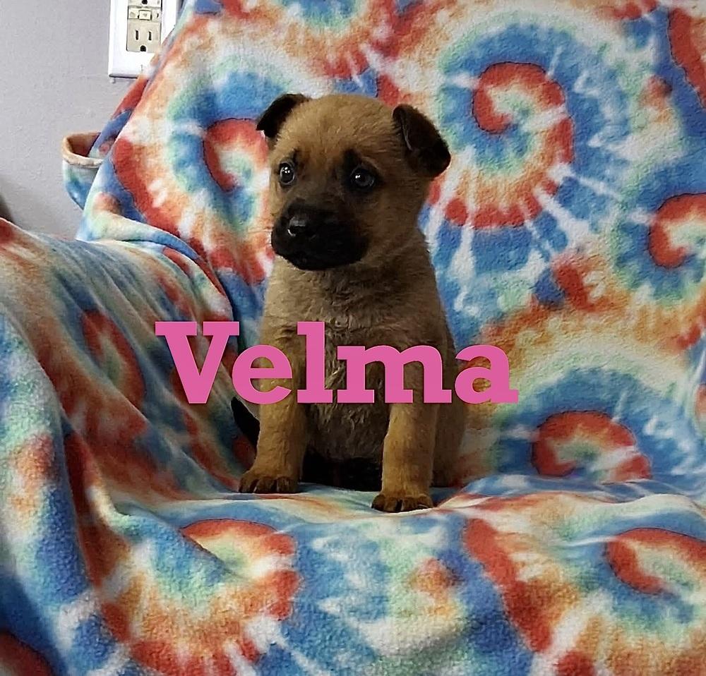 Velma, Adoptable, Puppy Female Shepherd.