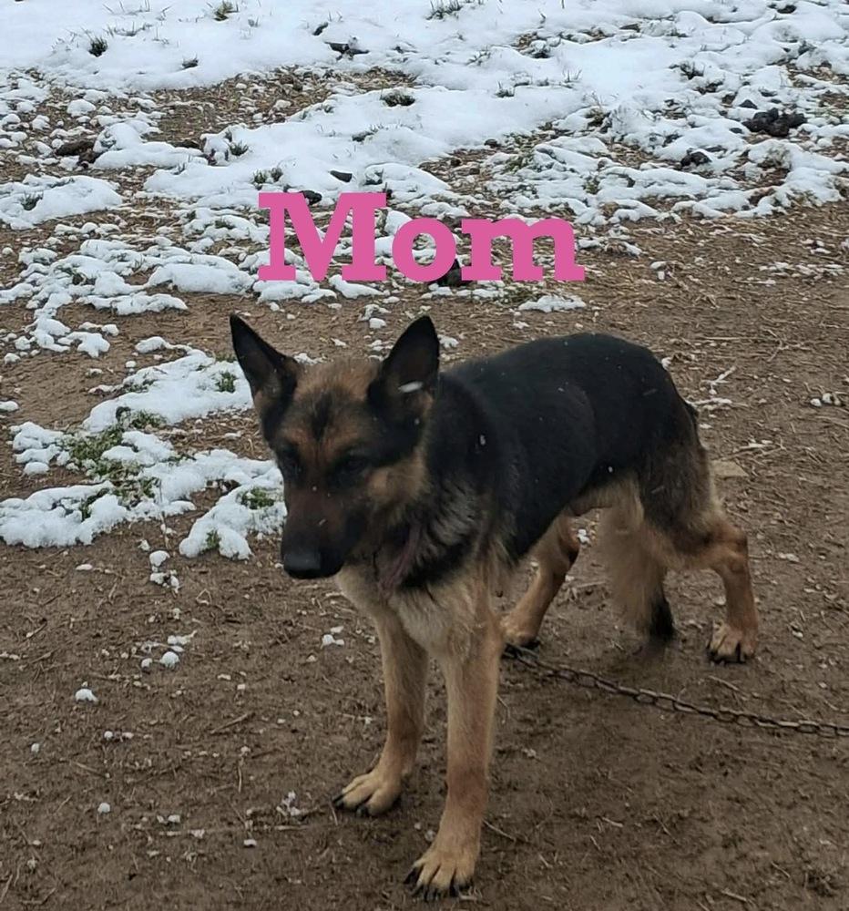 Enlarge Velma, a Adoptable mixed breed in Irwin, PA image 2/2