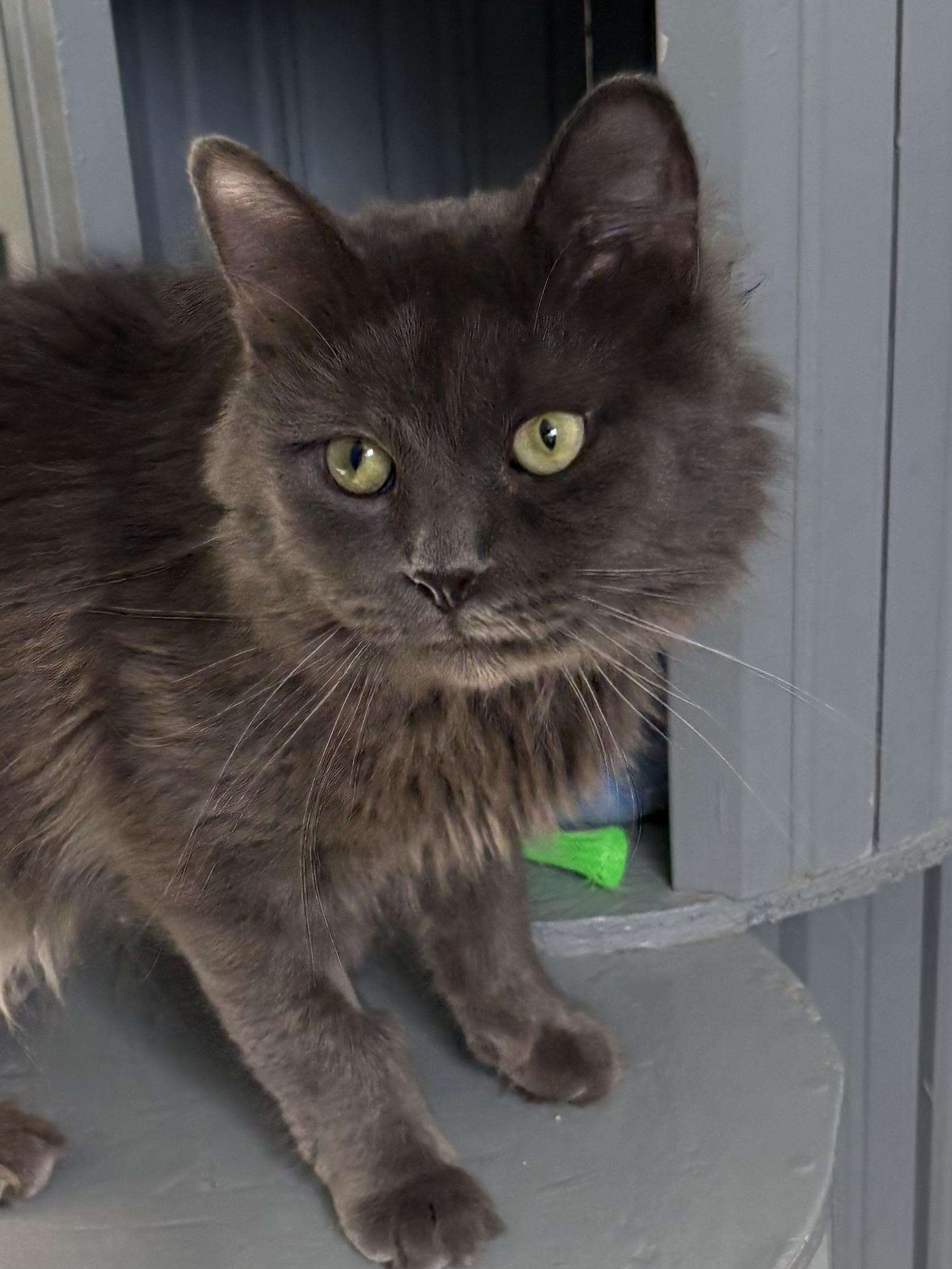 Enlarge Chiggy, a ADOPTABLE Domestic Long Hair in Big Rapids, MI image 3/4