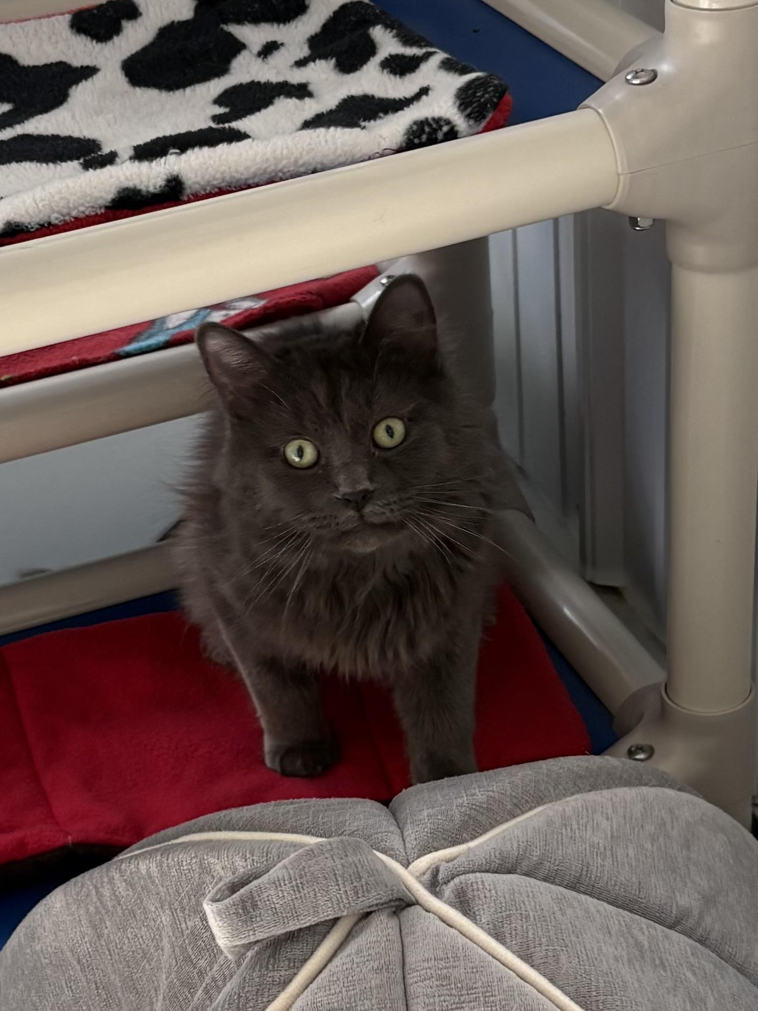 Enlarge Chiggy, a ADOPTABLE Domestic Long Hair in Big Rapids, MI image 2/4
