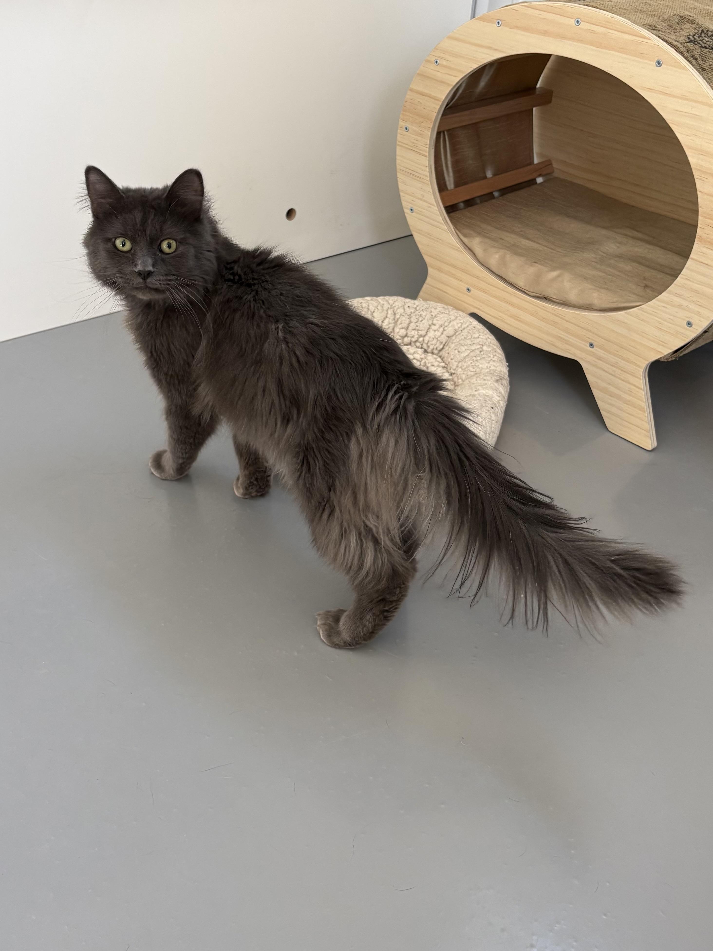 Enlarge Chiggy, a ADOPTABLE Domestic Long Hair in Big Rapids, MI image 4/4