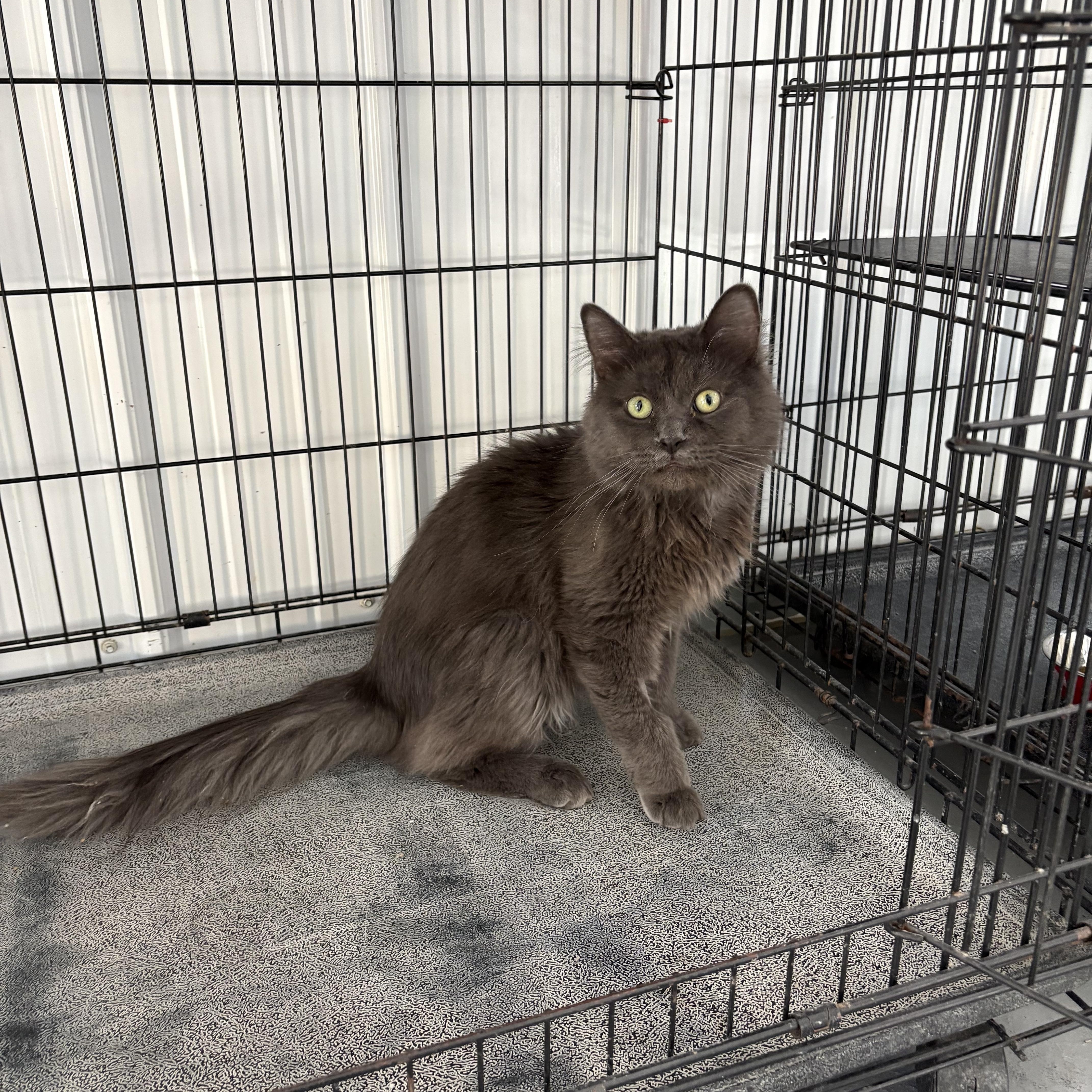 Enlarge Chiggy, a ADOPTABLE Domestic Long Hair in Big Rapids, MI image 1/4