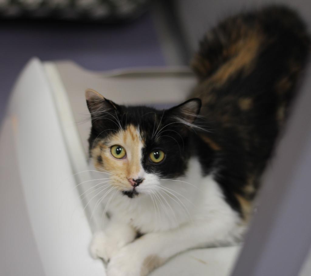 Hope, Adoptable, Young Female Domestic Long Hair.