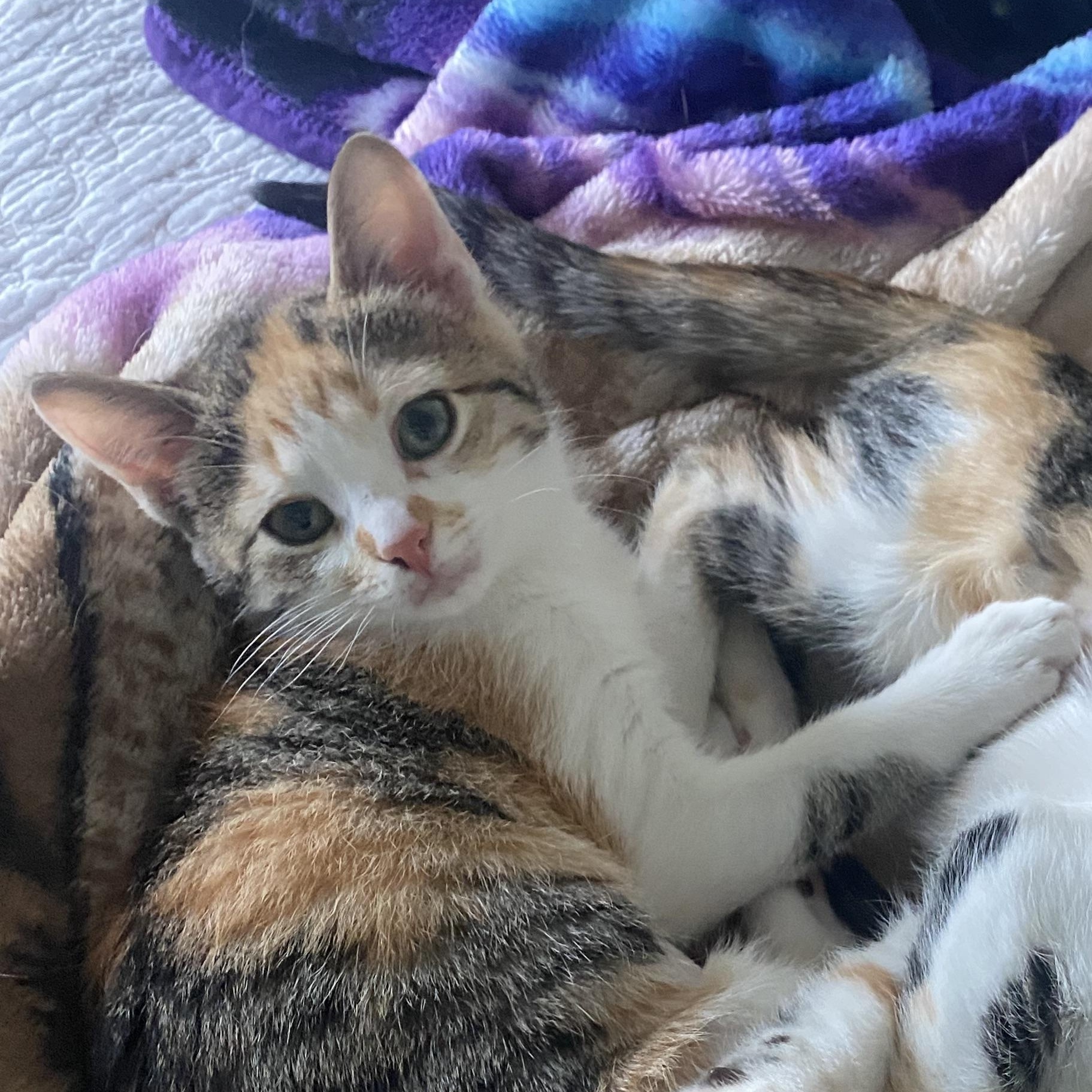 Cassandra (Cassie), adopted, Kitten Female Domestic Short Hair.