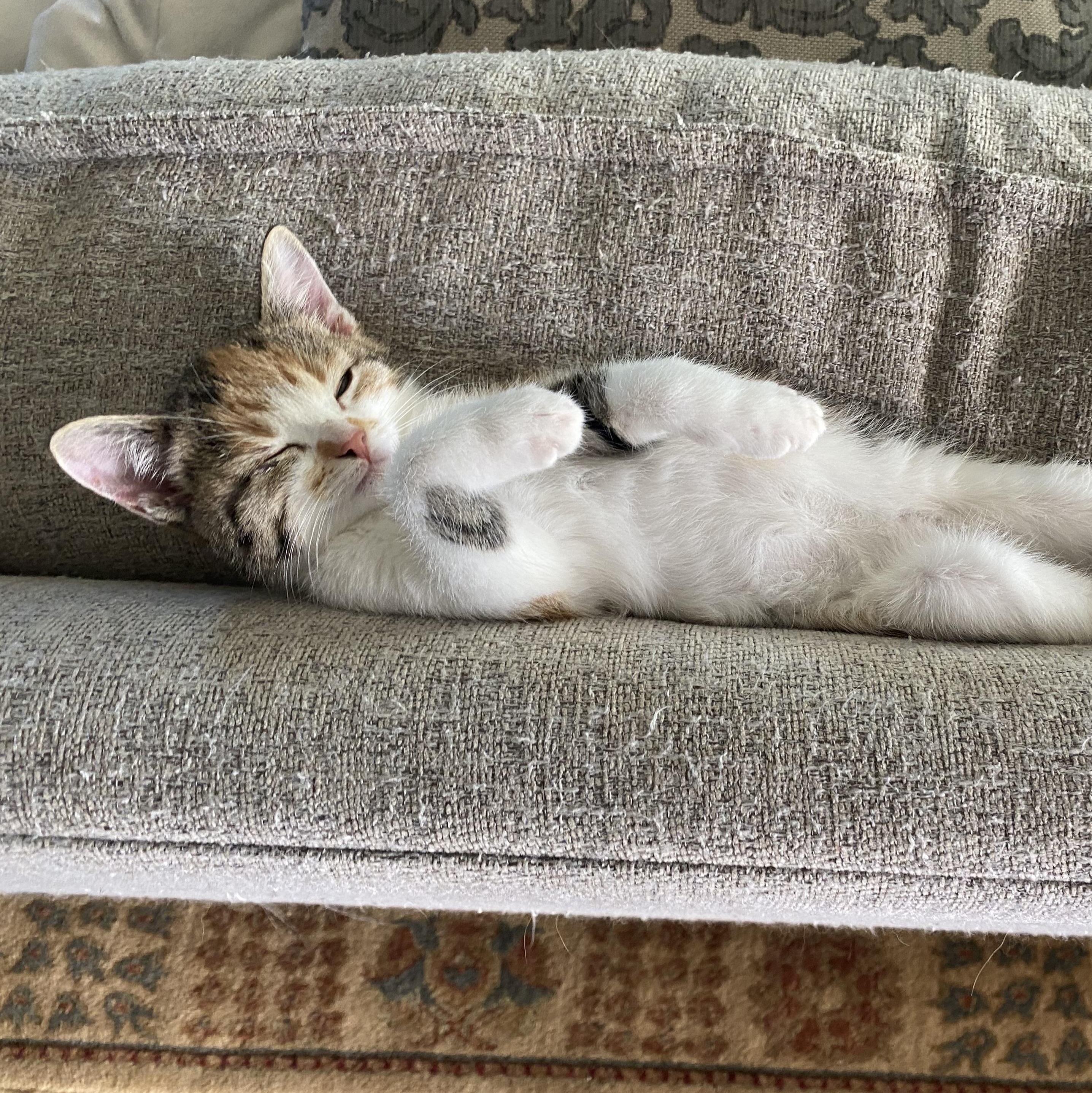 Enlarge Cassandra (Cassie), an adopted Domestic Short Hair in Crowley, TX image 2/3